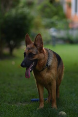 german shepherd dog