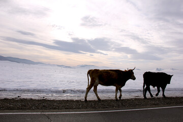 Silhouette of cows walking along the winter road. Cattle drive. Space for text.