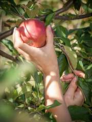 Woman hand picking a red ripe apple from a tree