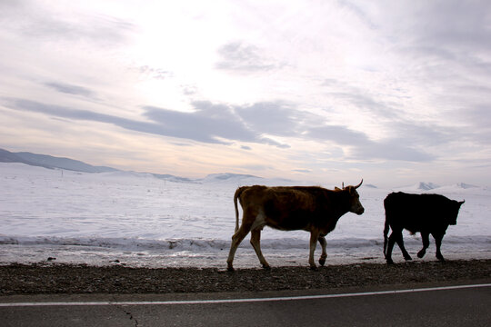 Silhouette Of Cows Walking Along The Winter Road. Cattle Drive. Space For Text.