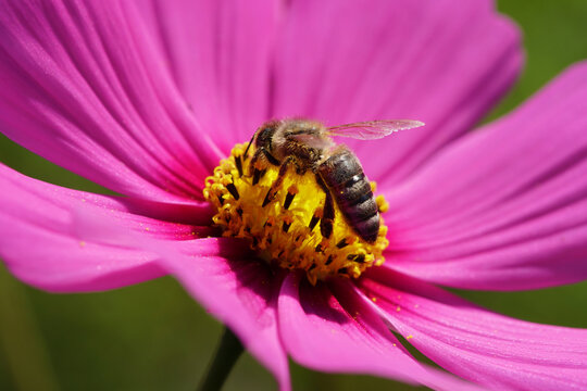 Busy Ashy Mining-Bee on cosmea