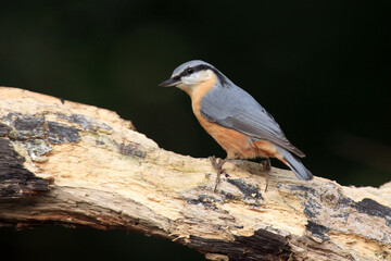 The Eurasian nuthatch or wood nuthatch (Sitta europaea) sitting on the branch. A small songbird with a yellow belly and a long beak with a green background.