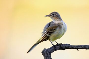 The western yellow wagtail (Motacilla flava) juvenile bird sitting on a branch at sunrise.Young songbird with a yellow background.
