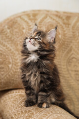 Maine Coon kitten. Age - 2 month. Concept of Pets and veterinary medicine.