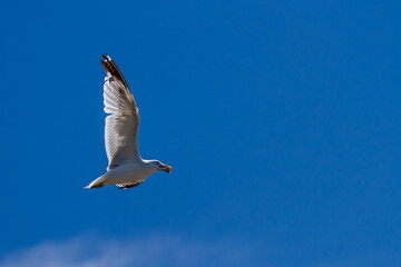 A ring billed gull (Larus Delawarensis) is carrying a piece of food in its beaks while flying. This is a native gull species for Chesapeake Bay where this image was taken.
