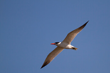 Close up, isolated image of a Caspian tern (Hydroprogne caspia) characterized by red bill, black legs and dark coloration at the tip of the wings and around eyes. Image was taken in Maryland.