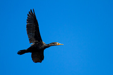 An isolated close up image of a double crested cormorant (Phalacrocorax auritus) in flight. This black water bird lives near lakes and rivers and eats fish. Image was taken in Eastern Neck island, MD.