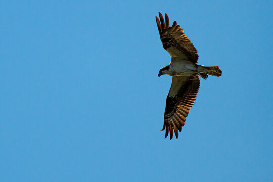 isolated close up image of an osprey  (sea hawk) (Pandion haliaetus) in flight against blue sky. Sunlight causes rim lighting on its feathers. Its wings are wide open and striped pattern is visible