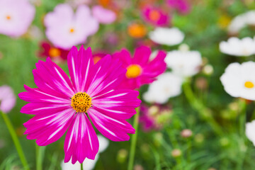 Obraz premium 赤いコスモスの花のクローズアップ 