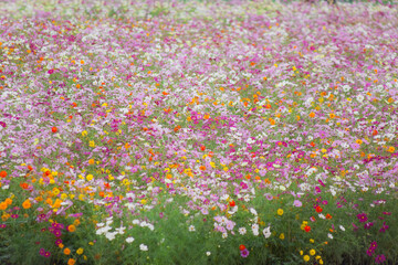 ハイキーに写したコスモス畑 