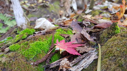 autumn colors
