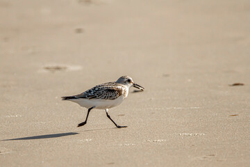 close up isolated image of a semipalmated sandpiper (Calidris pusilla) carrying an atlantic mole crab (emerita talpoida) in its mouth. They feed on small invertebrates brought by the waves.