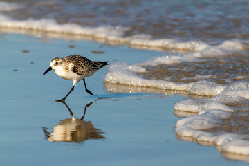 close up isolated image of a semipalmated sandpiper (Calidris pusilla) hunting for sand crabs on wet sand near shoreline with its reflection is visible.