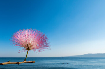 Blossoming Albizia julibrissin is known as Lenkoran acacia tree as well as Persian silk tree