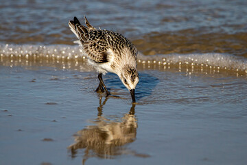 close up isolated image of a semipalmated sandpiper (Calidris pusilla) digging the sand on the shoreline in search of small invertebrates to feed on.