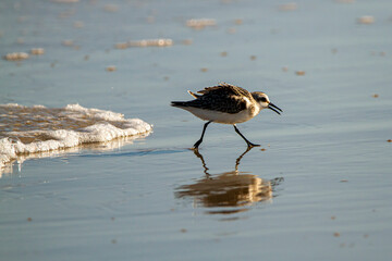 close up isolated image of a semipalmated sandpiper (Calidris pusilla) hunting for sand crabs on wet sand near shoreline with its reflection is visible.