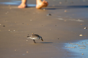 close up isolated image of a semipalmated sandpiper (Calidris pusilla) on the shore by the ocean waves searching for food. A bare foot man walking on sand  is approaching from distance