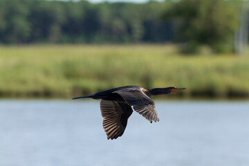 Image of a double crested cormorant (Phalacrocorax auritus) flying over Chesapeake bay. This black...