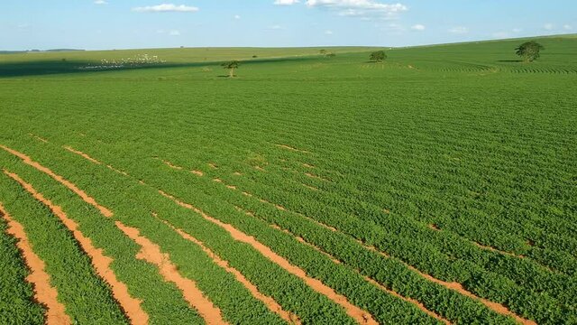 Aerial view from drone of peanut plant in field in Brazil