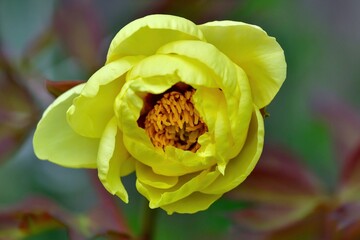 咲き始めた黄色のシャクヤク