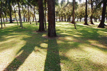 アジアの熱帯の整備された公園の樹木から伸びる木陰