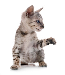 bengal kitten in studio