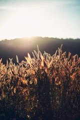 Schönes Grasblumenfeld und Licht der Sonne. Hintergrund- und Texturkonzept. © Charnchai saeheng