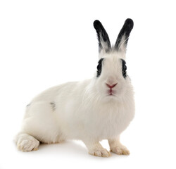 English Spot rabbit