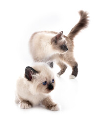 birman kitten in studio