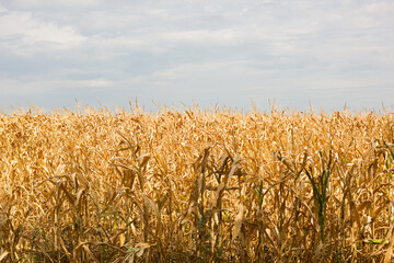 The Golden corn field. The autumn harvest, the dry stalks. Thanksgiving day, natural background