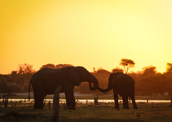 Fototapeta na wymiar Elephants in an African sunset in Botswana