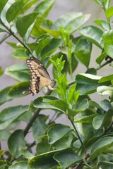 butterfly on a leaf