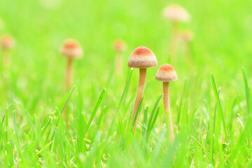 mushroom on grass