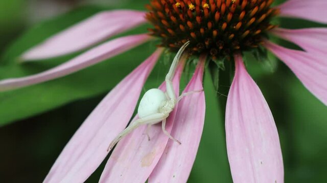 Misumena vatia or white crab spider female sits on pink Rudbeckia flower