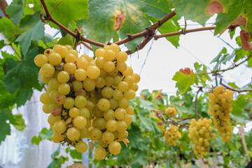 The winegrowers grapes on a vine