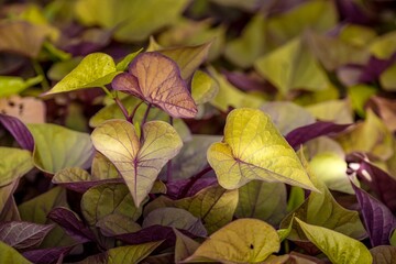 Golden green and brown leaves in sunlight background