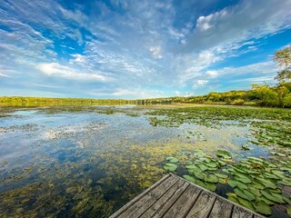 Dramatic cloudy blue sky over a Minnesota lake filled with green lily pads by a fishing dock in the...