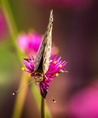 Front view of a painted lady butterfly on a bright pink flower