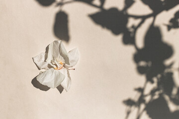 Dry white flower and shadow from the leaves.