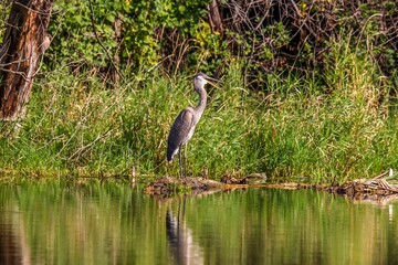 great blue heron