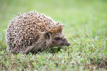 Naklejka na ściany i meble hedgehog on the grass..
