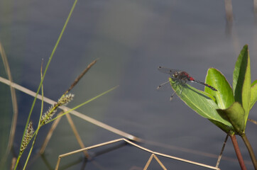 Die Libelle sitzt auf dem grünen Blatt am See, ruht sich aus, geniesst die Sonne