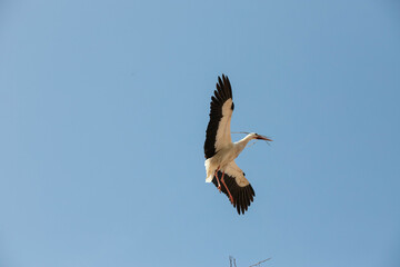 der Storch, Babytransporter im Anflug landet auf dem Dach