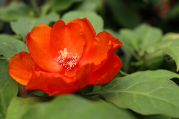 Fototapeta premium A bright orange flower of Rose cactus or Wax Rose blooming on bunch and green leaves open stigma. Another name Bastard rose or Pereskia.