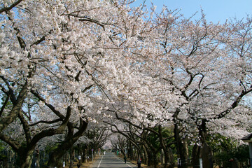 谷中霊園の桜