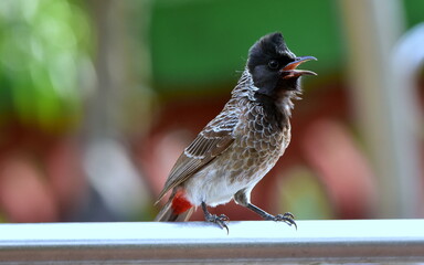 Red Vented Bulbul