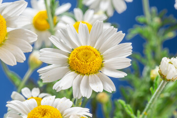 Fototapeta premium Blooming flower heads of chamomile close-up.