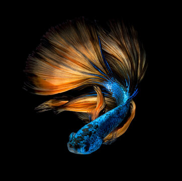 Betta fish,Siamese fighting fish in movement isolated on black background