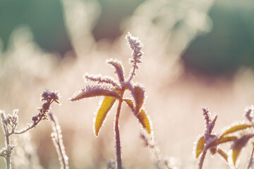 Frozen meadow