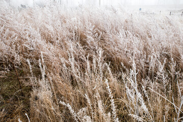 Fototapeta premium The dry tall grass is covered with frost against the background of fog. Field of withered grass. Natural autumn background.